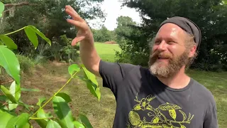 Mangosteen - The Queen of Fruits. 
