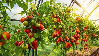 ТОМАТЫ МГНОВЕННО СОЗРЕЮТ НА КУСТАХ! СДЕЛАЙТЕ ЭТО В АВГУСТЕ!