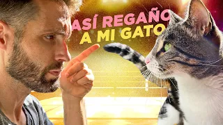 ¿Cómo REGAÑAR A TU GATO? 👉⚡😼 | Así CORRIJO LOS MALOS COMPORTAMIENTOS DE MI GATO Alcachofo🐯
