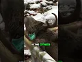 You Can t Tag a Deer You Didn t Shoot