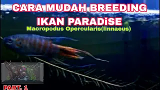 Download CARA MUDAH BREEDING PARADISE FISH ➡️STEP BY STEP #ikanhias #fishvideo #bettafish MP3
