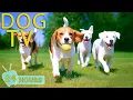 Lagu DOG TV: Best Video to Prevent Boredom \u0026 No Stress for Dogs When Home Alone - Relaxing Music for Dogs