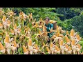 Download Lagu Harvesting yellow corn garden after 6 months of growing naturally on the hill | Hoang Thi Mai
