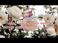 Lagu SEAL - Kiss From A Rose (Boyce Avenue Cover + Lyrics)