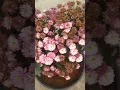 Download Lagu Do NEEDFUL things on Chrysanthemum/Mums after flowering!