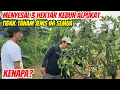 Kalau Tahu Hasilnya Seperti Ini, Dari Awal BeliauTanam Alpukat SAP 034 Semua!