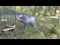 Mini Piglet Squeal
