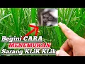 Mudah‼️Tips Mencari Sarang Burung Klik Klik Dengan Mudah