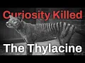 Download Lagu Why Thylacines (Definitely) Went Extinct