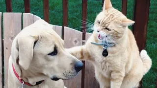 Cats Vs Dogs Fighting Funny Cats And Dogs Compilation PETASTIC 