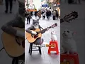 Download Lagu Kucing ngamen #shorts #kucing
