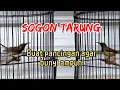 Download Lagu SOGON TARUNG BIKIN EMOSI #sogongacor #sogonngleper #sogontarung