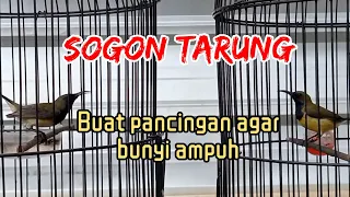 sogon tarung bikin emosi sogongacor sogonngleper sogontarung