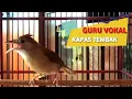 Lagu Burung kapas tembak gacor full tembakan|untuk masteran dan pancingan semua burung (@warnakicau )