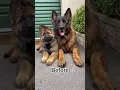 Download Lagu big German Shepherd🖤🖤🖤