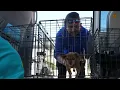 San Diegans are going to Tijuana for cheaper vet care This company helps with border crossing NBC7
