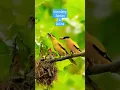 Download Lagu Inilah kepodang jantan dan betina