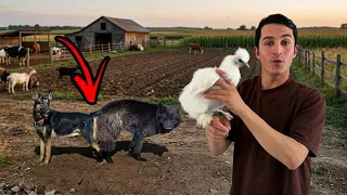 وأخيراً.. تزاوج بلاك ولوسي! وصلني دجاج الكوجي النادر 😍🔥