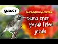 suara pancingan opior paruh tebal gacor jernih