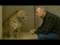 Download Lagu Shelter Leopard Started Crying When He Recognized Man Standing In Front Of Him