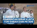 Lagu Kabar Gembira Bagi Petani, Pemerintah Siap Serap 4 Juta Ton Gabah di Harga Rp 6.500 Per Kg