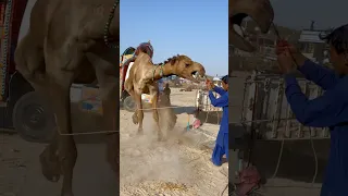 يحاول الجمل أن يزأر على الرجل  يحاول الجمل أن يزأر على الرجل