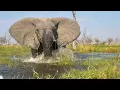 Download Lagu Elephant Charges At American Tourists On Safari