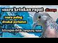Lagu perkutut lokal gacor suara ketukan rapat pancingan paling ampuh