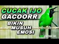 Download Lagu CUCAK IJO GACOR FULL BUKA PARUH COCOK BUAT PANCINGAN IJO LAWAN AGAR CEPAT NAIK EMOSI SAMPAI JAMTROK