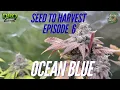 Final Harvest and Smoke Report Ocean Blue Organic Seed to Harvest Episode 6