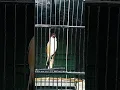 Download Lagu BURUNG CENDET DEWA PETIR