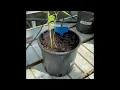 INCREASE Citizen Science Tutorial Scoring the Leaf Shape