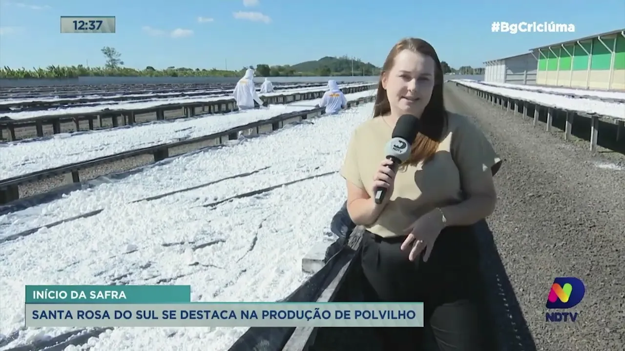 Safra do polvilho inicia em maio e Santa Rosa do Sul é destaque na produção