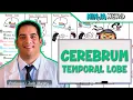 Neurology Cerebrum Temporal Lobe Anatomy Function