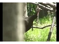 Best Hen Turkey Calling on YouTube compilation