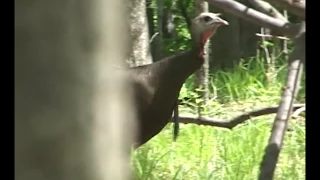 Best Hen Turkey Calling on YouTube compilation