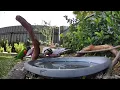 Australian Bird Bath Cam | 16/3/26 | bathing crazy lorikeets | galah | bower bird | cat tv | peewee
