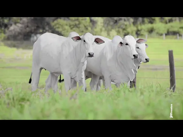 4 Novilhas Nelore P.O.