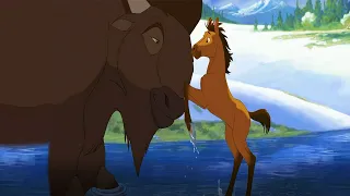 حصان شقي جدا وشجاع ومن صغره باين عليه انه هيبقي قائد قطيع الاحصنه البرية 