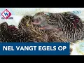 Download Lagu Nel vangt al jaren egels op: 'De kleintjes redden het niet zonder hulp' - OMROEP WEST