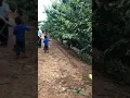 Three Nunns Cherry Farms