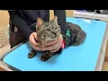 Download Lagu イジメられて怪我してた猫の手術と里親探しについて。