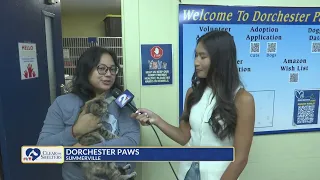 Clear the Shelters Katie Fongvongsa live at Dorchester Paws