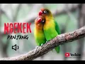 Lagu Masteran love bird x cililin, NGEKEK PANJANG !!!