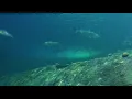 LionFish Sharks and a Barracuda In my local aquarium