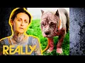Scared Puppy Finally Makes Friends With The Team At Villalobos l Pit Bulls and Parolees