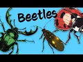 Download Lagu 10 Beetles 🐞 Know them Love them