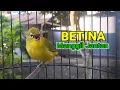 Download Lagu Pancingan Pleci BETINA Manggil Jantan