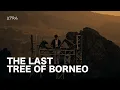 Download Lagu XYRA - The Last Tree of Borneo [NUSATRONICA Session]