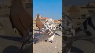 لحظة وضع بيضة الحمام 